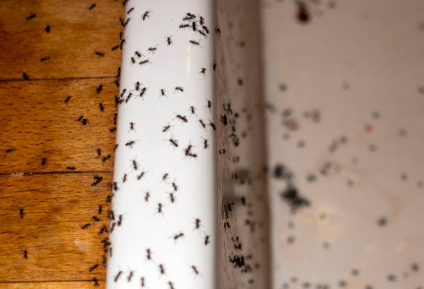 Best Best Pest Control Companies  in Minnetrista, MN