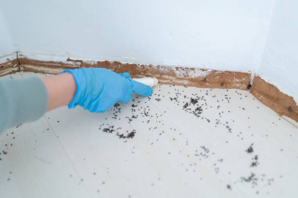 Best Flea Control Services  in Minnetrista, MN